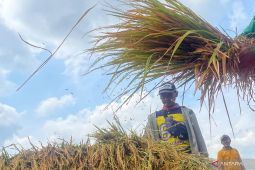Kuningan pastikan kuota pupuk subsidi cukupi kebutuhan petani
