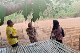 BBRMP Maluku verifikasi penambahan luas tanam padi gogo di Aru