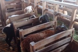 Tingkatkan populasi ternak domba dan kambing, Pemkab Lebak terapkan IB