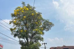 Indahnya bunga Tabebuya bermekaran di Depok, hasil tanam DLHK