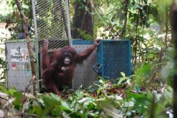 Kemenhut lepar liar 5 orangutan ke habitat alami di TN Betung Kerihun