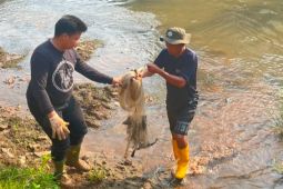 93 kg ikan sapu-sapu ditangkap di Pesanggrahan Jakbar