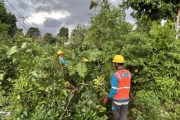 PLN Telaga Gorontalo rutin pangkas pohon untuk cegah gangguan listrik