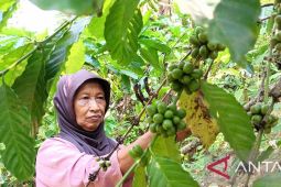 Petani di Tebo jaga bentang TNBT dengan tanam kopi