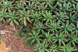 Agrinas proyeksi kebutuhan 10.000 tenaga kerja untuk perkebunan sawit