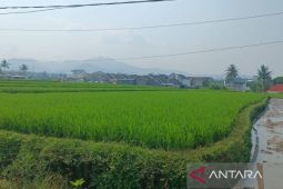 DTPHP Cianjur mitigasi dampak dan ancaman kekeringan