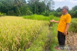 Produksi padi di Kuningan tercatat 168.197 ton hingga Mei 2026