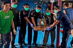 Natuna fish exports hit Rp2.9 billion with zero rejections