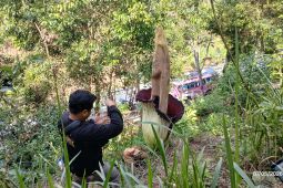 Satu bunga bangkai mekar sempurna di pinggir jalan nasional Sumbar-Sumut