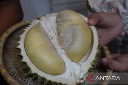 Pangkalpinang jadikan Destar Point pusat kuliner durian