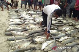 DKP Simeulue kembangkan budi daya perikanan modern untuk nelayan