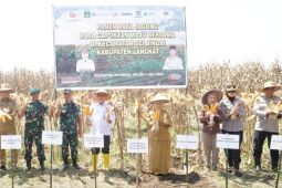 Plt. Bupati Tiorita pimpin panen raya jagung, perkuat swasembada pangan di Langkat