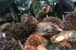 Harga TBS kelapa sawit petani Riau naik jadi Rp3.846 per kg