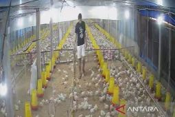 Progam MBG dongkrak permintaan ayam broiler di tingkat peternak