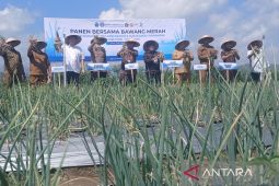 BI panen bawang merah di lahan bekas lumpur banjir Pidie Jaya