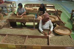 Panen kopi robusta di Jember