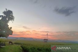 DPTPH Kaltim lakukan optimalkan pompa irigasi aliri sawah saat kemarau