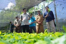 Kementan produksi 4 juta bibit Arabica Gayo 3 di Takengon