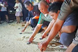 Wagub Kaltim sebut penyu jadi daya tarik dongkrak wisatawan kepulauan Derawan