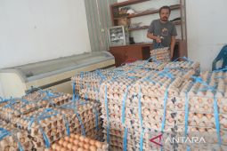 Mimika surplus telur dan kini jadi pemasok ke wilayah pegunungan Papua