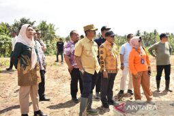 Pemkab Madina siapkan pilot project pisang kepok bebas fusarium