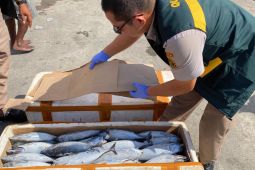 Karantina Papua Tengah periksa 1,5 ton ikan tongkol asal Fakfak