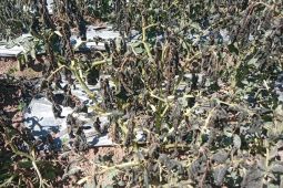 Embun upas di Dieng mengakibatkan 30 hektare tanaman kentang rusak
