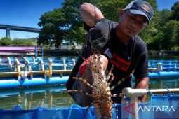 BPPP KKP Ambon gencarkan pelatihan budidaya perikanan untuk pemuda siapkan ketrampilan teknis