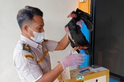 Karantina Jambi perketat pengawasan masuknya ayam bangkok
