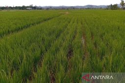 Harapan mewujudkan swasembada beras di Bumi Etam