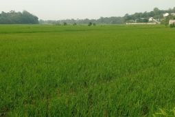 Hadapi musim kemarau, Distan Lebak minta petani aktifkan pompa air