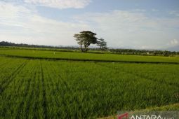 Bone tetapkan lahan pertanian pangan berkelanjutan