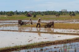 Sekda: 300 hektare sawah baru di Provinsi Bengkulu mulai ditanami