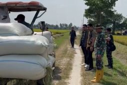 Bulog Medan maksimalkan serap gabah petani perkuat cadangan pangan