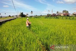Distankan Rejang Lebong ajak petani gabung dalam kelompok tani