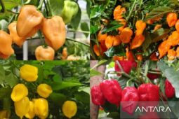 IPB rakit cabai habanero lokal dengan kepedasan hingga 1,3 juta SHU