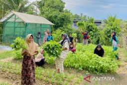Saat Harga Pangan Berfluktuasi, Pekarangan Rumah Menjadi Penyelamat Dapur Keluarga