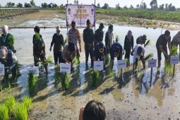 Lahan tanam padi perdana Desa Galagah dinilai sangat potensial