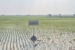 BPN Bandung targetkan 24.000 hektare Lahan Pertanian Pangan Berkelanjutan masuk RTRW pada 2027