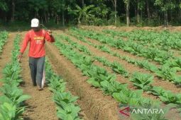 Sumenep manfaatkan DBHCHT 2026 untuk bantu buruh tani tembakau