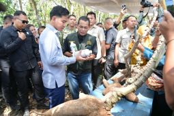Gibran highlights cassava import restrictions to support farmers