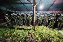 Satgas Habema temukan 5.000 batang ganja di Yahukimo