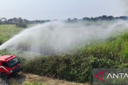 BNPB: Kebakaran kebun tebu di Jombang berhasil dipadamkan