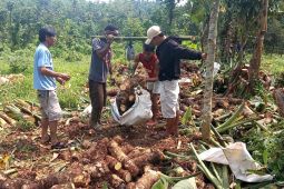 Talas Beneng Pandeglang raih sertifikat Indikasi Geografis Kemenkum