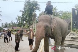 BPBD dan BKSDA pasang GPS collar pada gajah liar di Aceh Barat