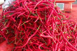 Harga cabai di Lebak naik Rp300-Rp500 per kg