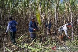 Kejar mandatori E20, ESDM buka peluang swasta bangun pabrik etanol