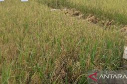 Bulog: Potensi panen padi petani Bangka Selatan 30.000 ton