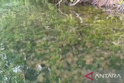 Pemprov Kaltim optimalkan Danau Kakaban sebagai obyek pariwisata