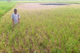 Atasi kekeringan, Pemkab Lebak usulkan sumur bor ke Kementan